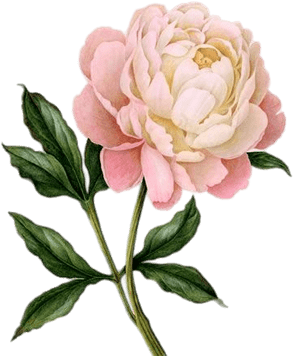 Peony Png (400x400)