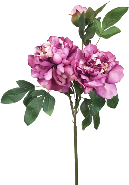 Peony Spray 2f 1b - Bougainvillea (800x600)