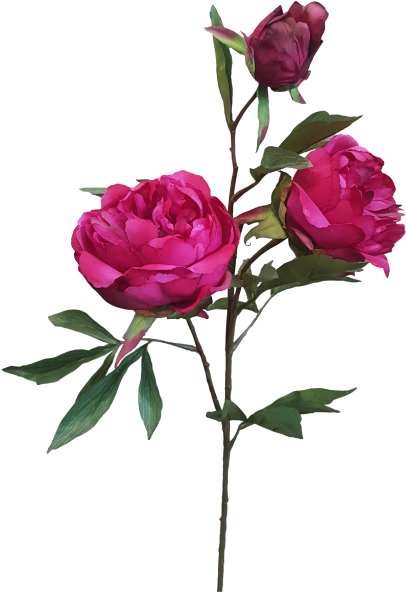 74cm Peony Spray By - Garden Roses (800x600)