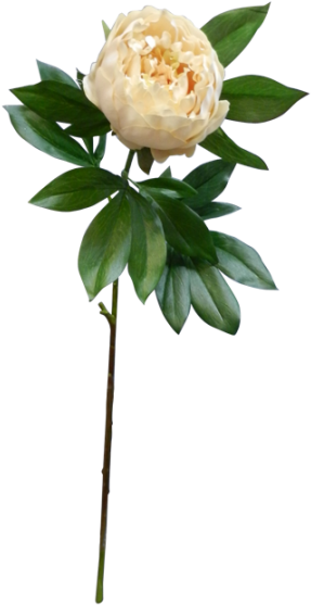 76cm King Peony - Peony (800x600)