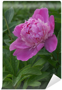Paeonia Lactiflora / Pivoine De Chine / Peony Wall - Zinnia (400x400)