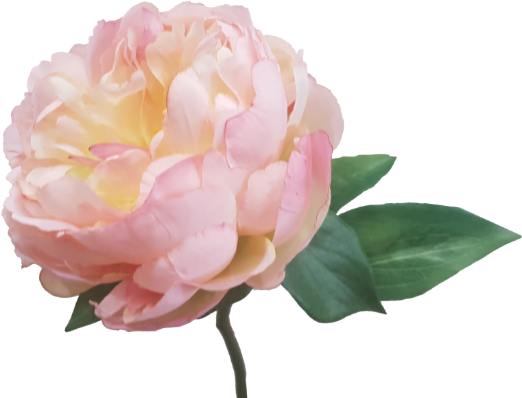 Cream Pink Peony Artificial Flowers S5841crmpnk - Wedding (800x600)