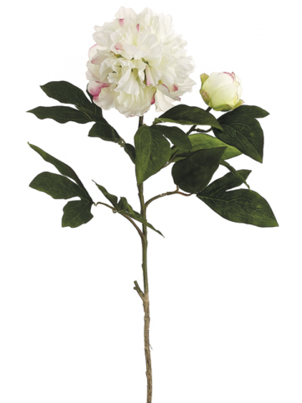30" Peony Spray Cream Beauty - Silk Plants Direct Peony Spray - Cream Beauty - Pack (800x800)