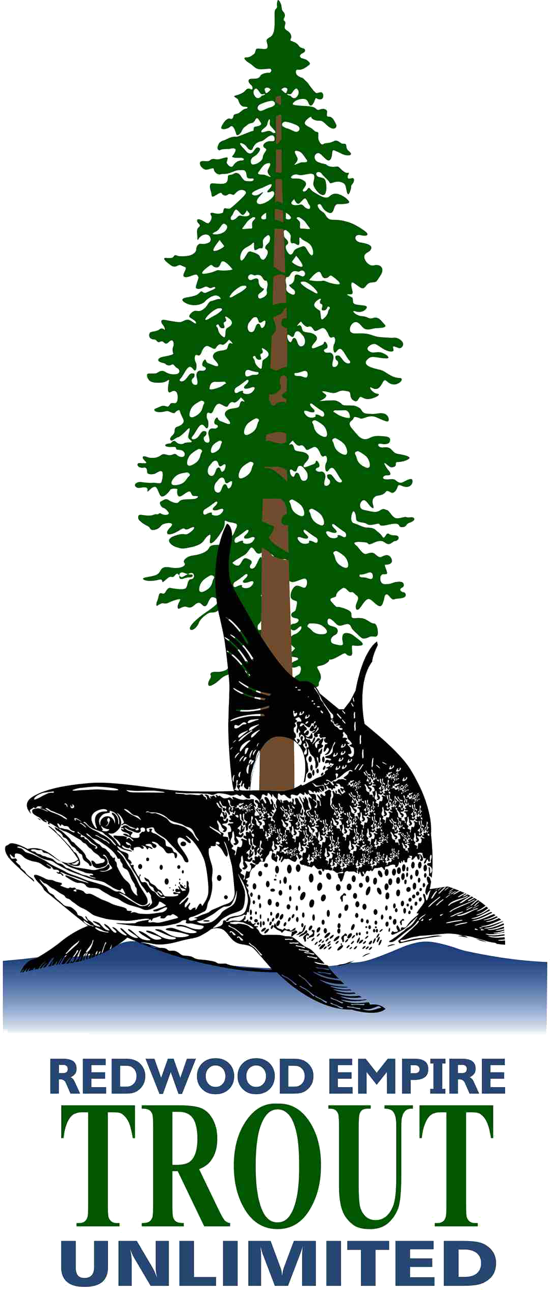 Spruce Fir Christmas Tree Pine Christmas Ornament - Whale Shark (1079x2530)