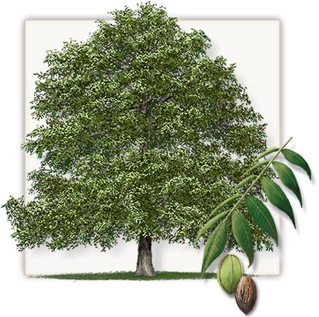 Inspirational State Farm Get A Quote Pecan Trees Dallas - State Tree Of Texas (471x455)