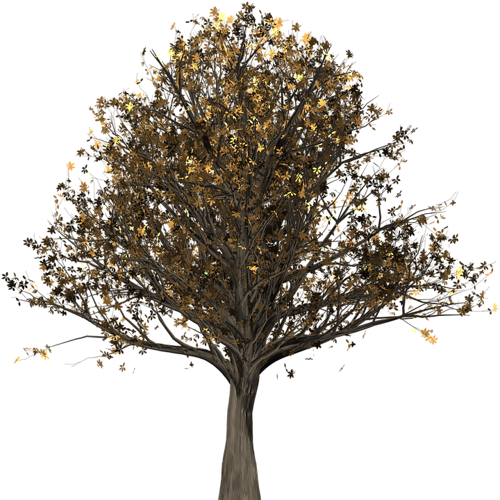 Oak Leaf Pictures 20, Buy Clip Art - Oak (720x720)