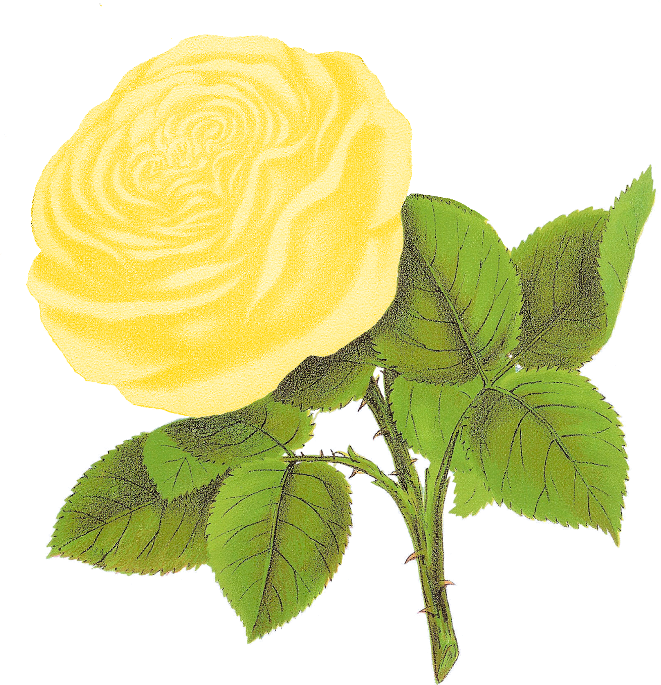 Digital Rose Botanical Artwork Downloads - Clip Art (1600x1588)
