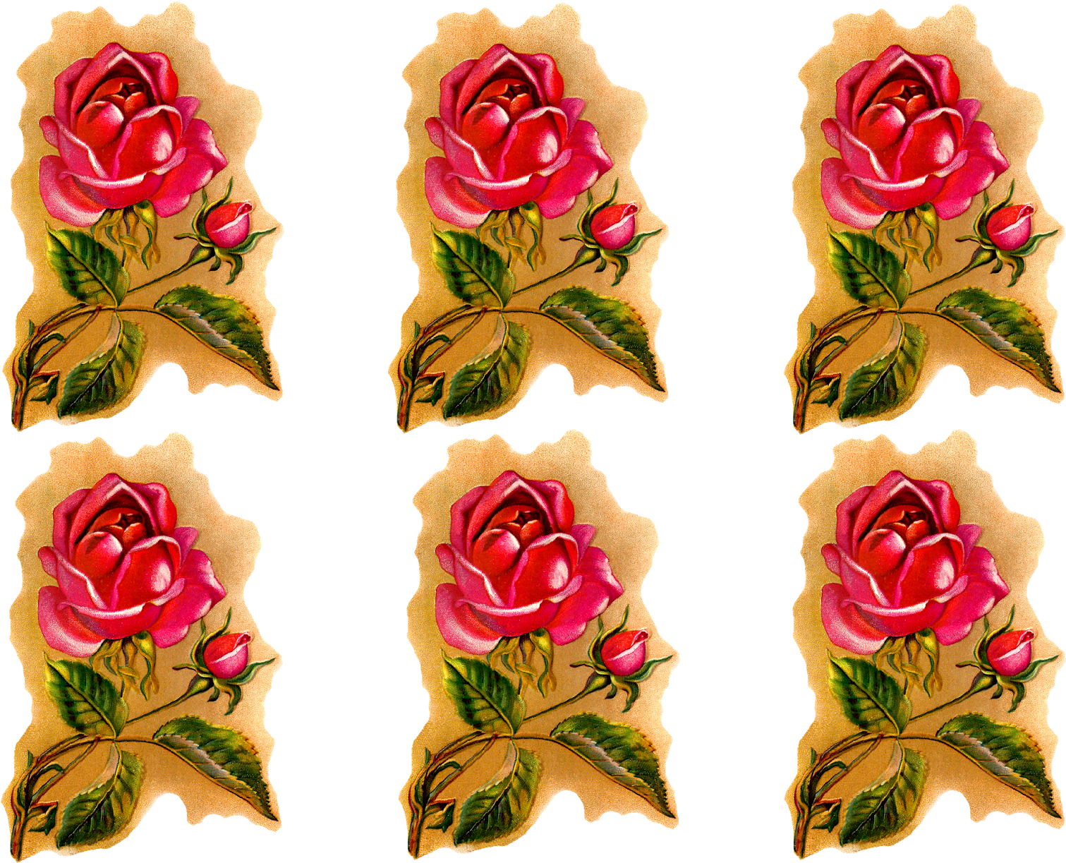 Rose Flower Downloads Clip Art - Garden Roses (1600x1237)
