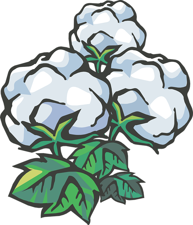 Cotton Clipart Cotton Ball - Cotton (617x720)