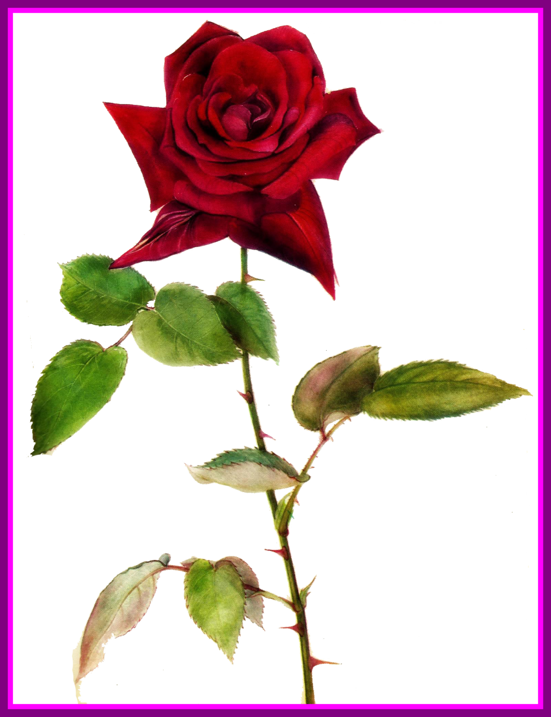 Incredible Jinifur Red Rose By On Art For Flower Drawing - Musy Jean Chanel Solitaire O.s.t. (1074x1396)