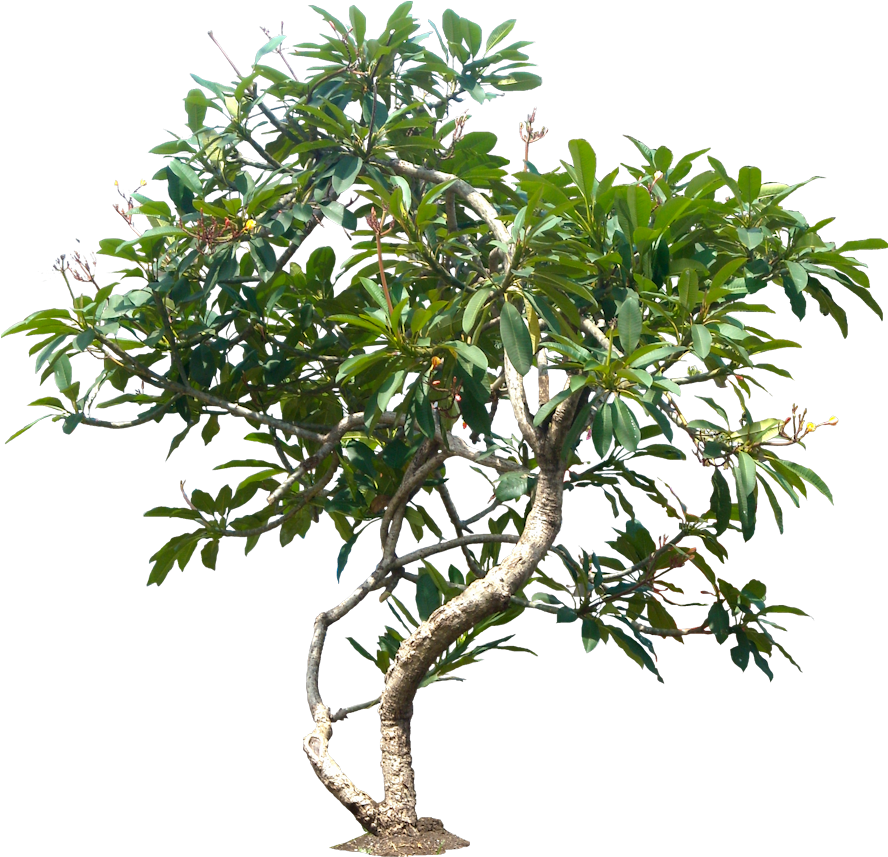 Jungle Tree Png File - Tree Plant Plumeria Png (895x900)