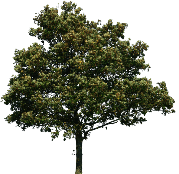 Download Tree Free Png Photo Images And Clipart - Trees Png (600x581)