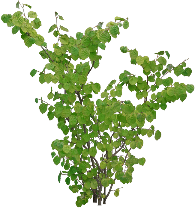 Tree Shrub Branch Raster Graphics Clip Art - Garden (670x726)