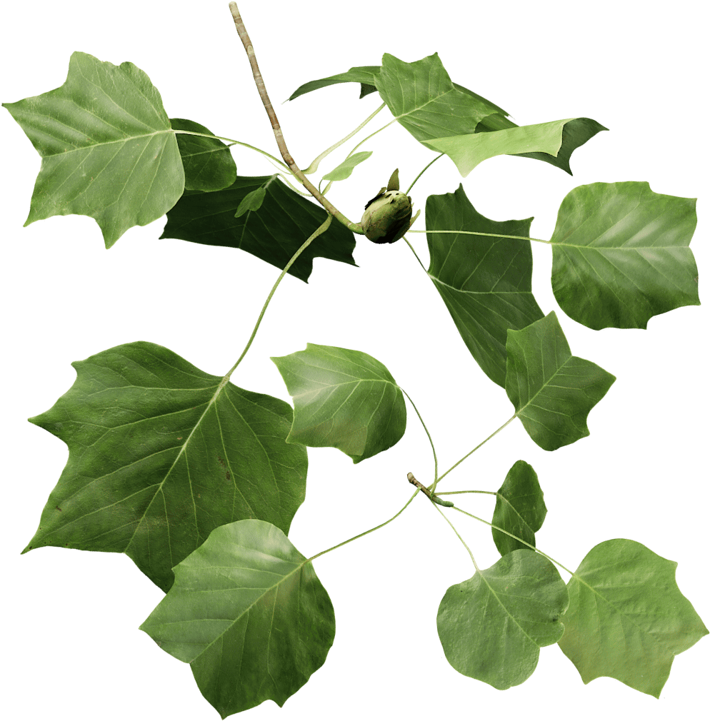 Tulip Tree - Red Bud (1024x1024)