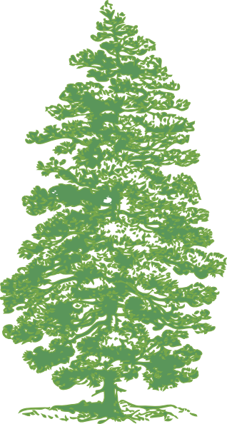 Green Pine Tree Clip Art - Parts Of A Pine Tree (318x594)