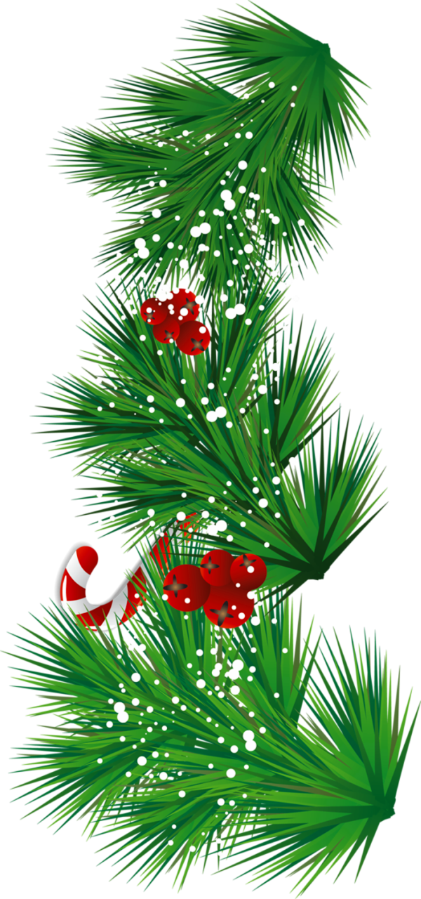 Transparent Pine Branch With Candy Cane And Mistletoe - Transparent Pine Branch With Candy Cane And Mistletoe (600x1280)