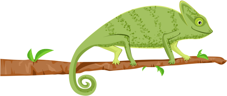 Chameleon By Mhbilder - American Crocodile (800x344)