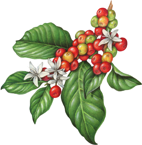 Coffee Bean Clipart Free Vector Graphic Coffee Bean - Coffee Flower Illustration (504x512)