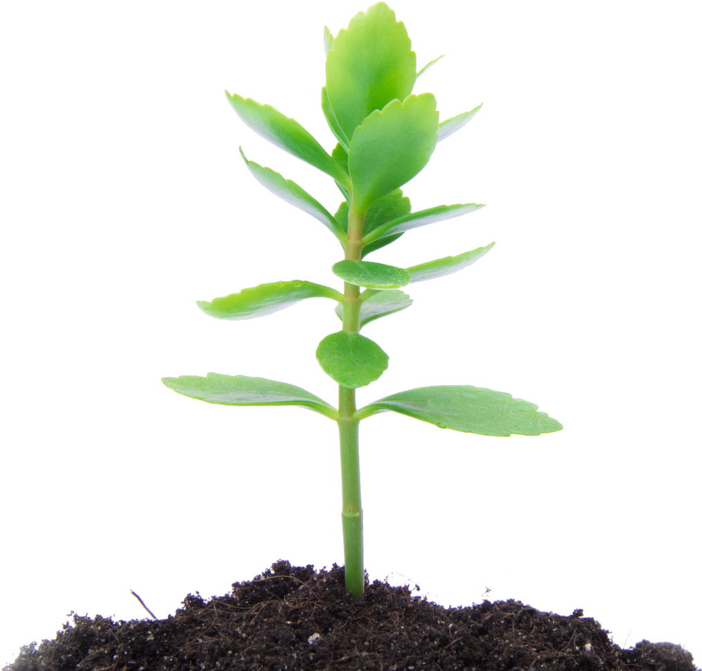 Dirt Clipart Flower Growth - Tree (1024x1024)