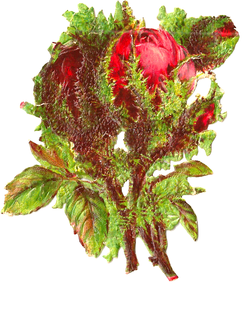 This Is A Lovely Red Rose Graphic I Created From A - Protea (1065x1310)