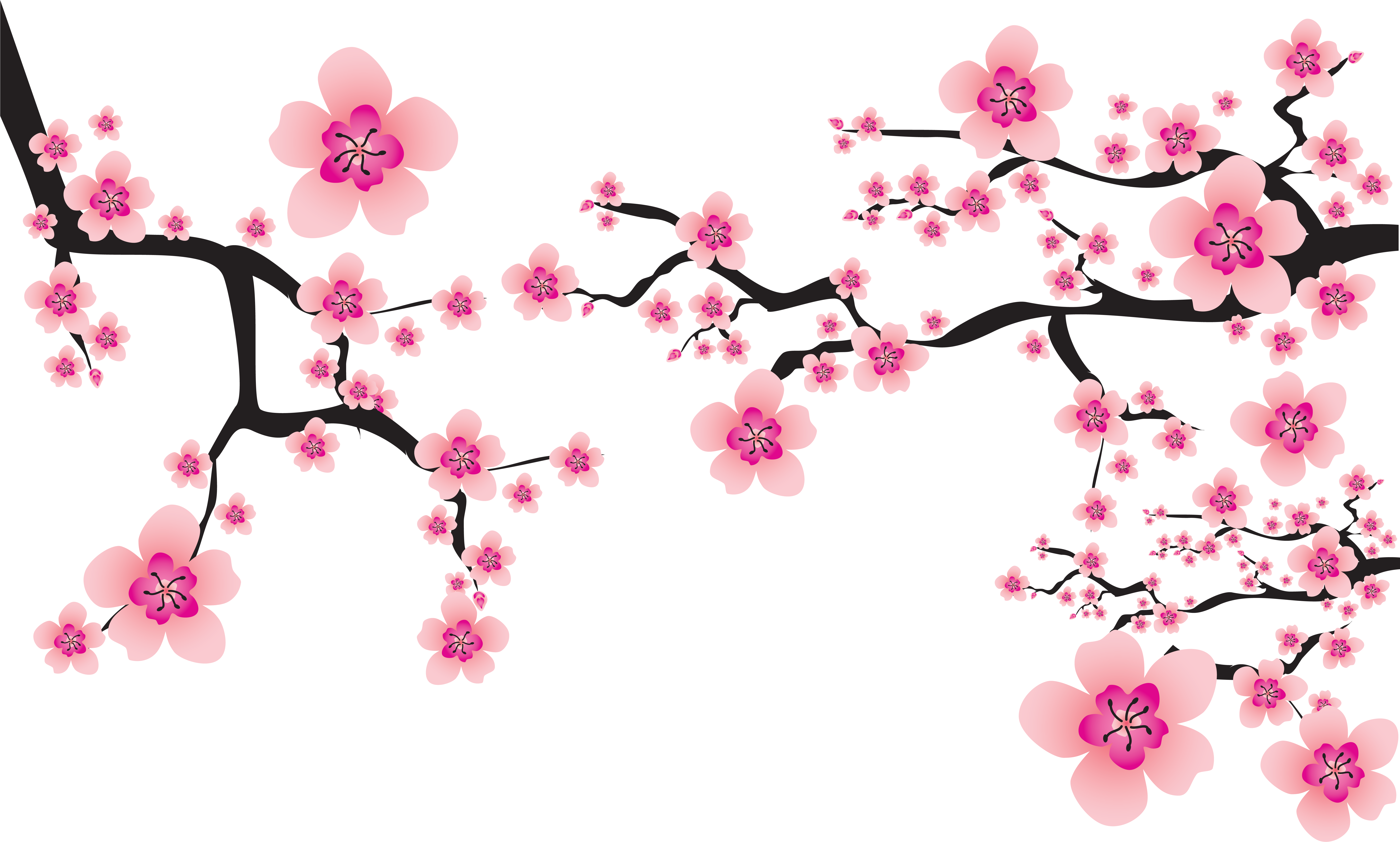 Sakura Png - Cherry Blossom Vector Png (7165x4313)