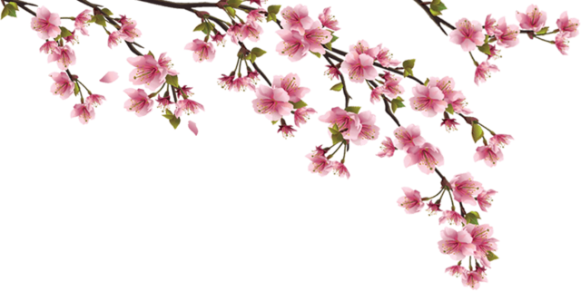 File - Blossom' - Pink Cherry Blossom Branch Png Transpaprent (640x321)