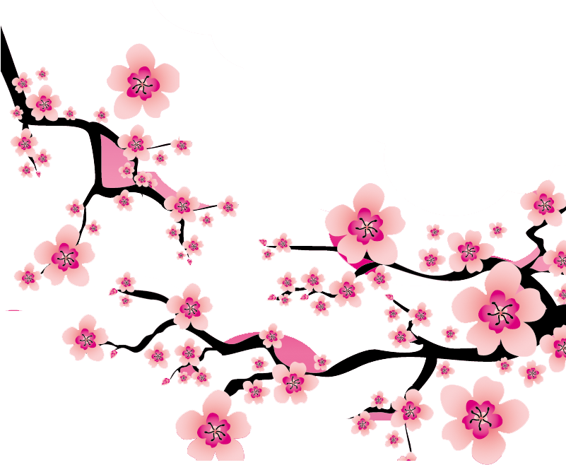 Sakura Blossom Clipart Plum Flower - Cherry Blossom Vector Png (800x800)