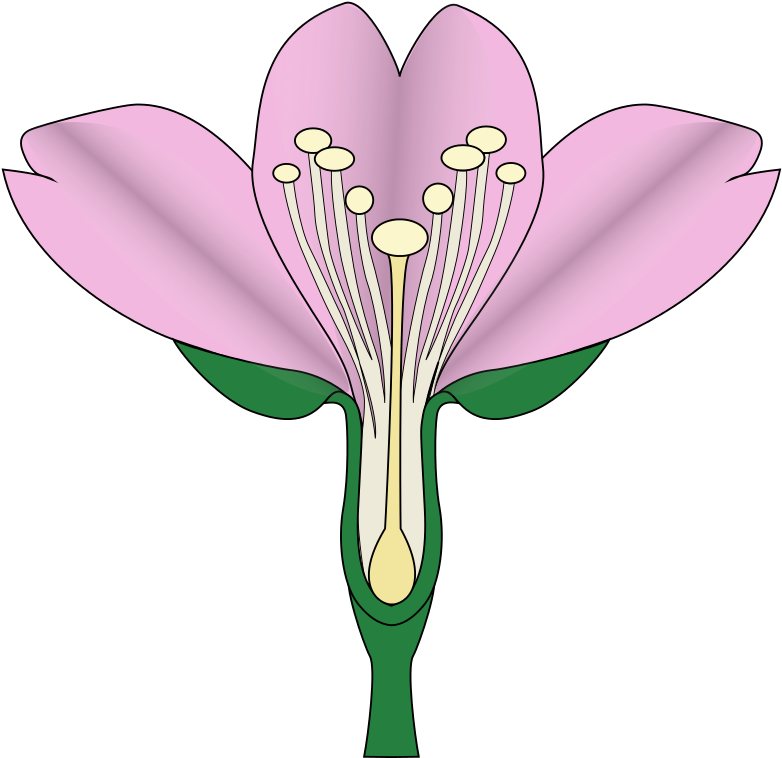 Cartoon Cherry Blossom 6, Buy Clip Art - Cherry Blossom Diagram (787x768)