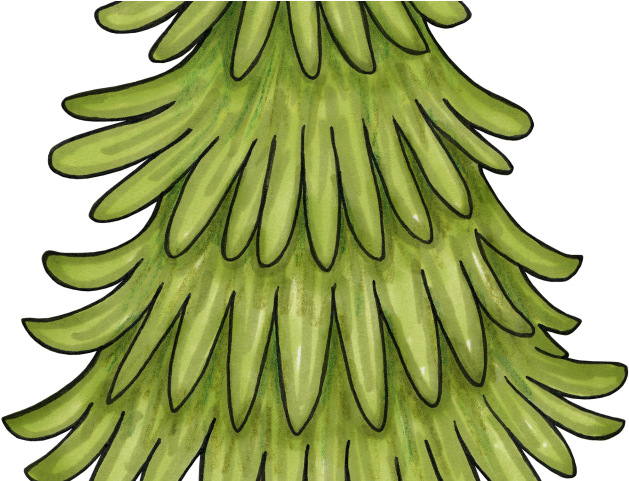 Fir Tree Clipart Woodland Tree - Woodland Tree Clipart (640x480)