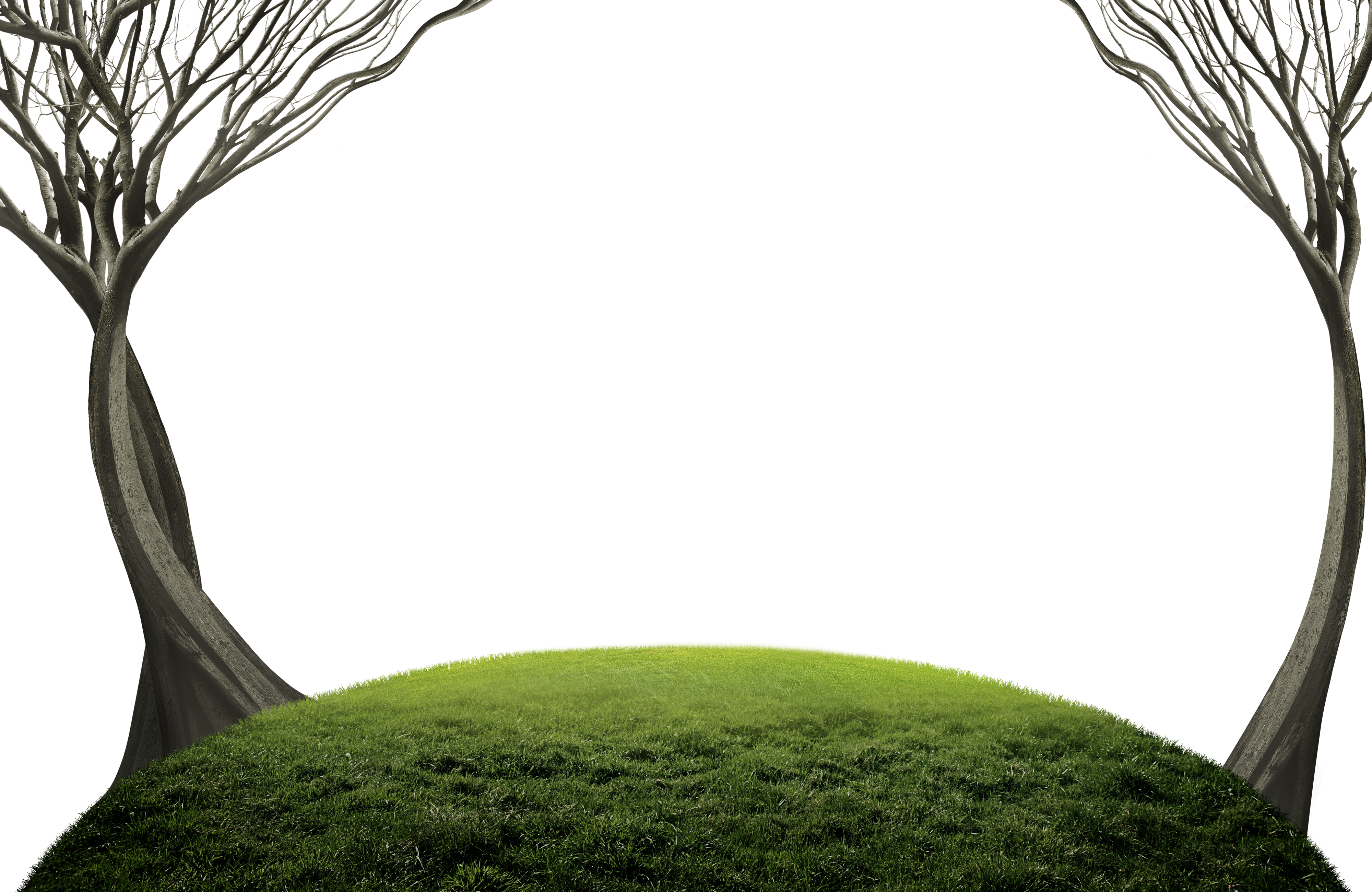 The Dead Trees On The Grass - Lawn (4000x2600)