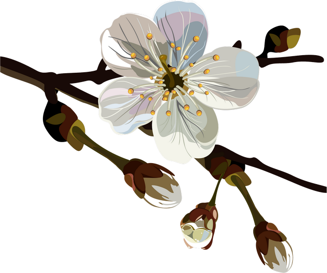 Card, The Card With Blossoming Apple-tree Branches - Accessory Geeks Apple Geeks Designer Line (gdl) Slim (670x559)