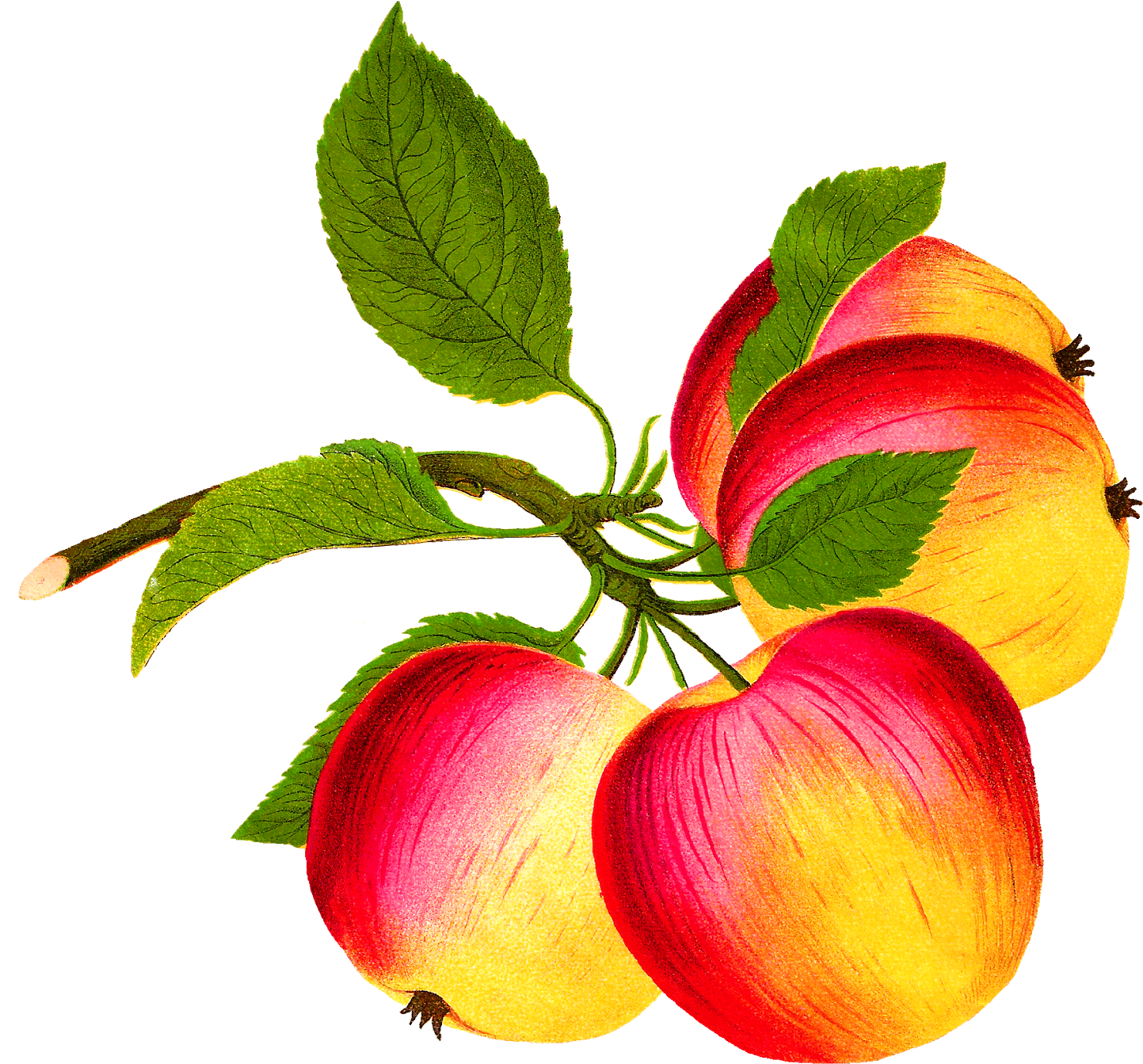 Botanical Art Apple Fruit Download Image - Apple (1600x1552)