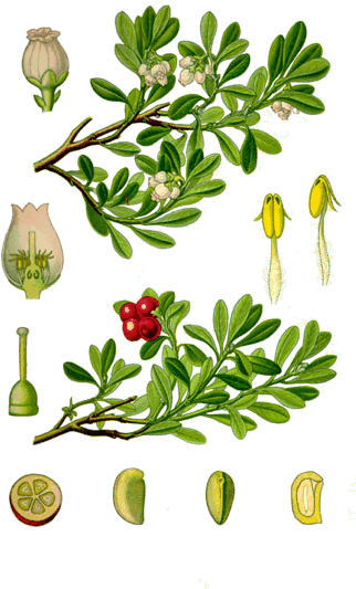 Beredruif Thee, Beredruifthee, Bestel Hier Uw Kruidenthee - Arctostaphylos Uva Ursi Leaf (329x566)