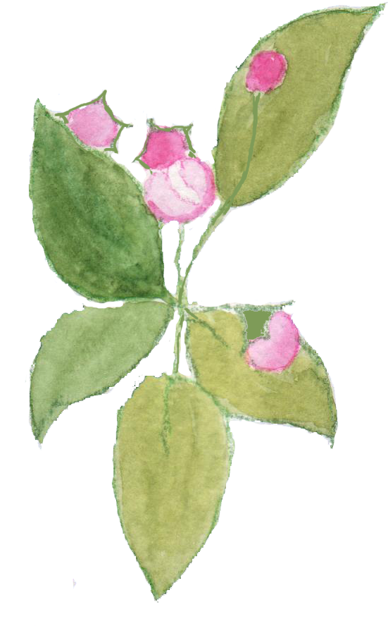 Sadly I Don't Think I Shall See Much Blossom On My - Evergreen Rose (596x905)