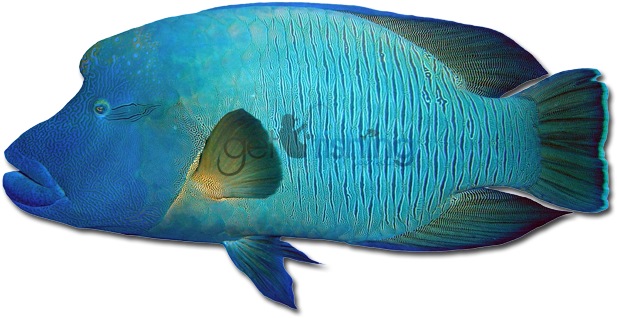 Humphead Maori Wrasse - Humphead Maori Wrasse (648x350)