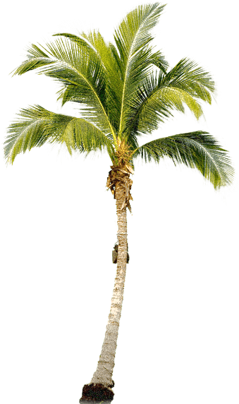 Palm Tree - Palm Tree Transparent Png (339x572)