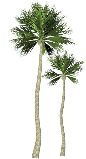 Palm Trees Image 21, Buy Clip Art - Borassus Flabellifer (444x720)