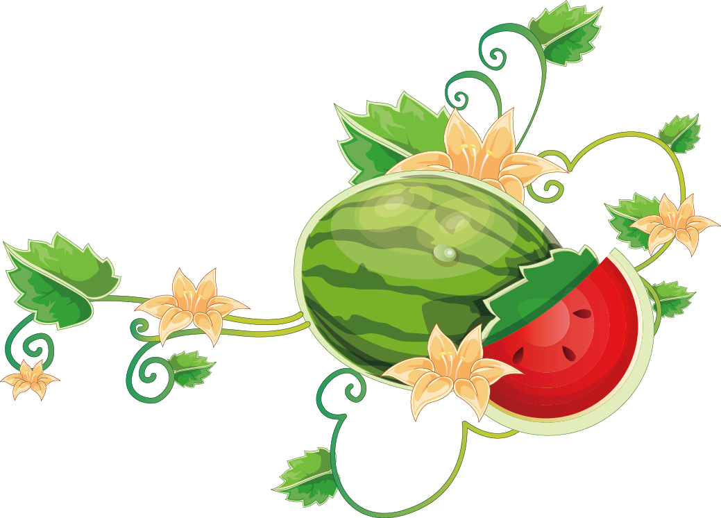 Common Grape Vine Wine Watermelon - Flower Wall Mural - Four Side Flowers (1039x746)