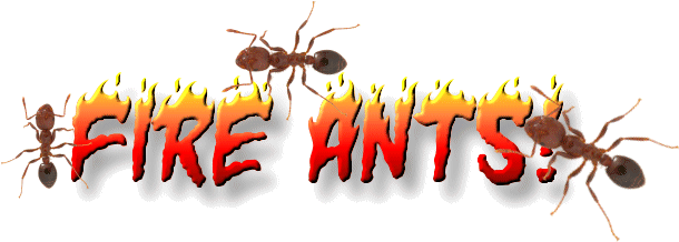 Fire Ant (616x224)