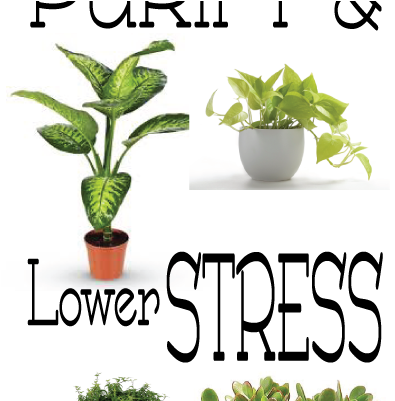 House Plants Make Great Additions To Your Home - Best Indoor Plant For Your Health (402x400)