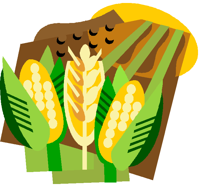 Corn Field Farm Stock Vector - Corn And Wheat Clipart (663x608)