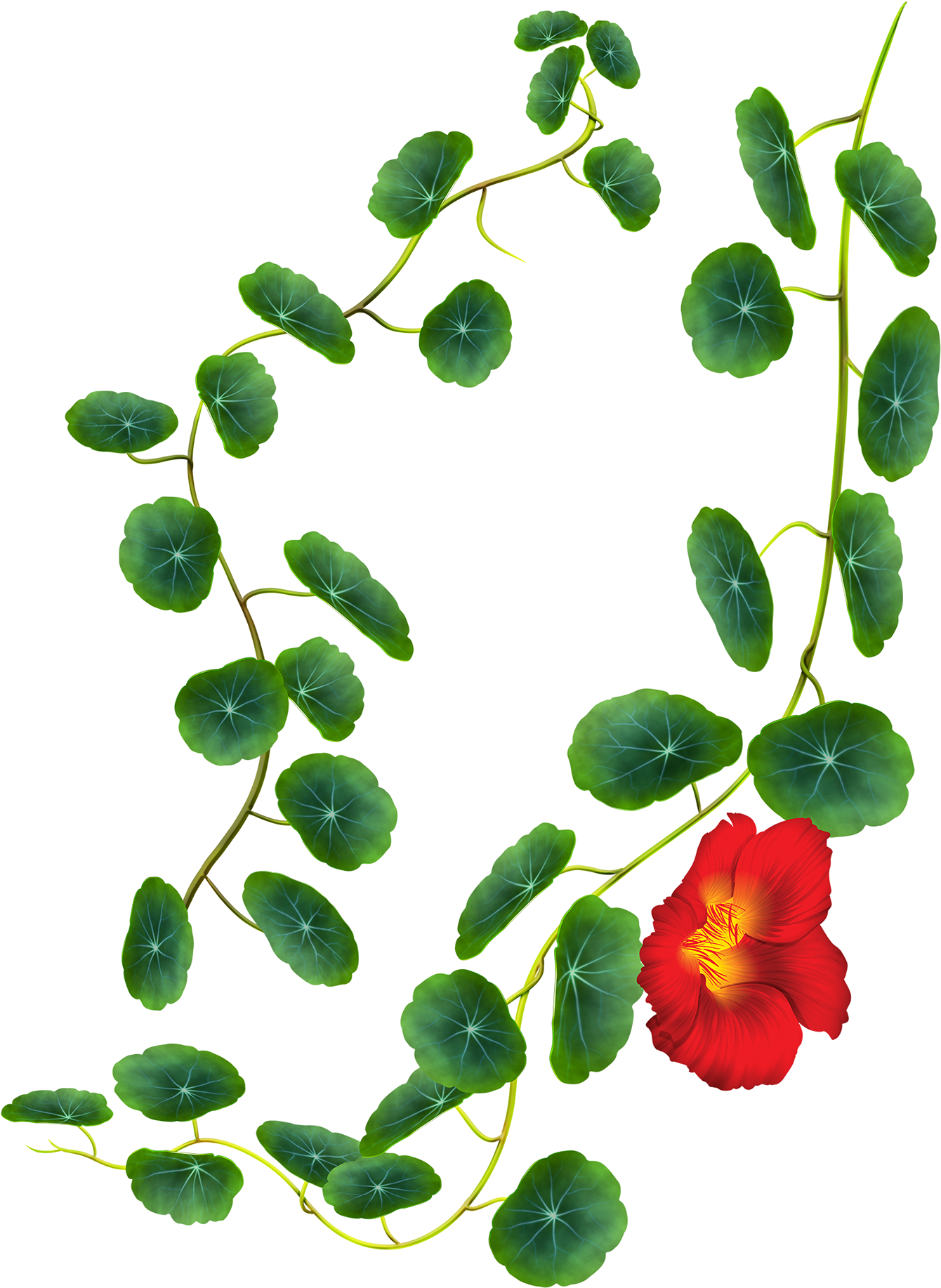 Thank You - Rosa Glauca (1400x1894)