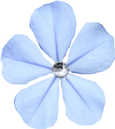 Flowers That I Have Extracted Out Of Misc - Viola (410x440)