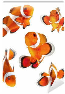 Clown Fish Or Anemone Fish Isolated On White Background - My Sketchbook For Kids: Personalized Sketchbook For (400x400)