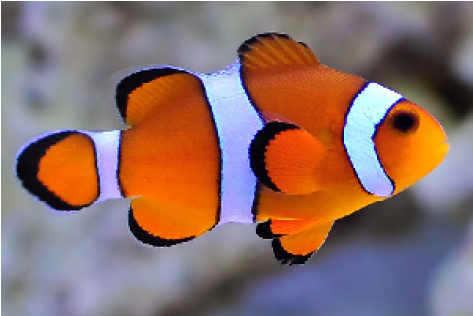 Marine Clownfish (600x315)