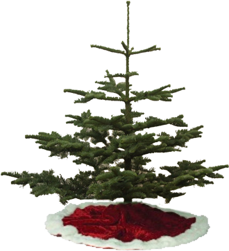 Silver Tip Christmas Trees - Types Of Christmas Tree (333x500)