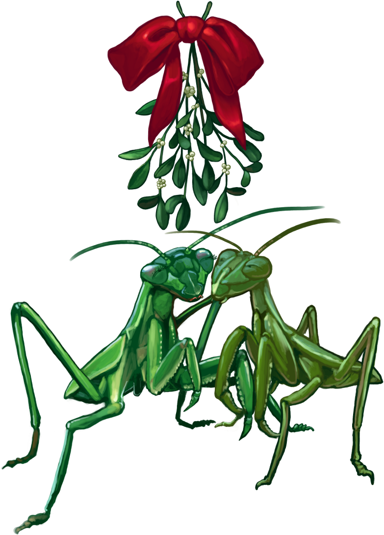 2013 Christmascard Mantis1scaled 2013 Christmascard - Mistletoe (800x1120)