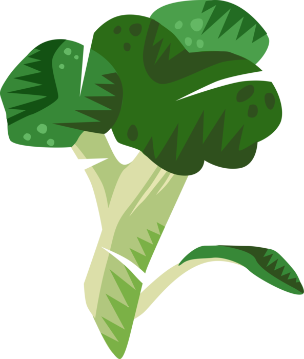 Vector Illustration Of Broccoli Edible Garden Vegetable - Vector Illustration Of Broccoli Edible Garden Vegetable (593x700)