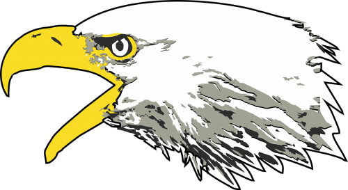 Eagle,bald Eagle,screaming Head - Screaming Eagle Transparent Background (500x273)