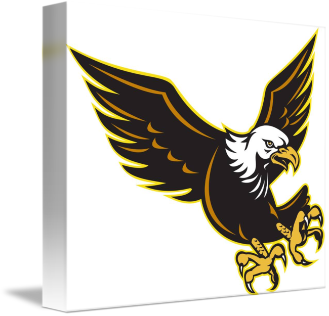 Flying Bald Eagle (650x625)